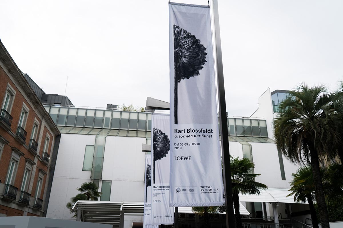 Loewe rinde homenaje en el Thyssen al naturalismo de Karl Blossfeldt Loewe rinde homenaje en el Thyssen al naturalismo de Karl Blossfeldt