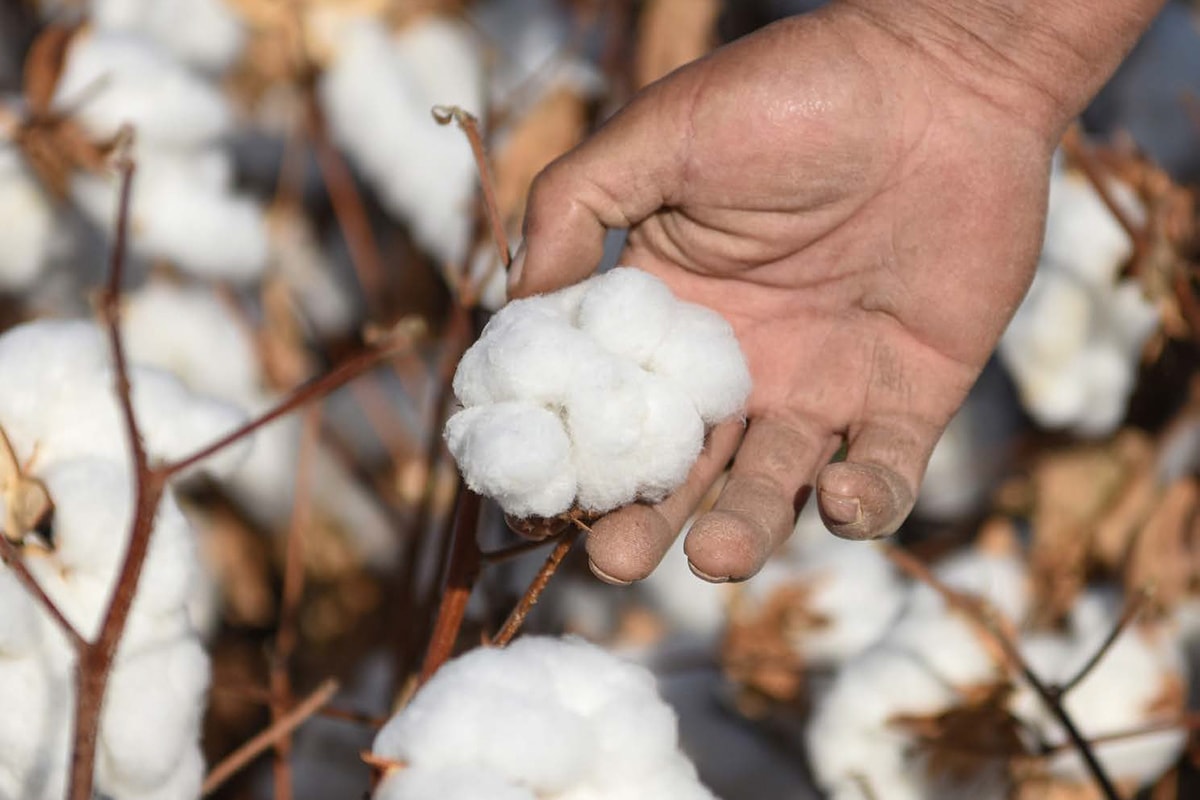 Acusaciones contra China por emplear mano de obra esclava en la recolección de algodón Acusaciones contra China por emplear mano de obra esclava en la recolección de algodón